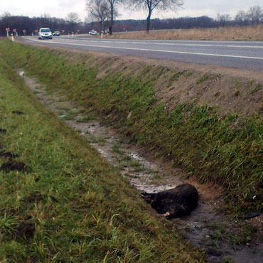 Kto powinien usun�� martwego dzika z przydro�nego rowu?