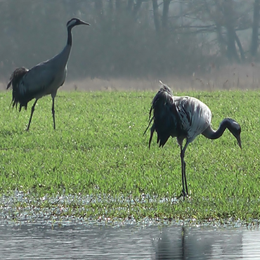 Wiosna zawitała w okolice Świerzna. Zdjęcia naszego Czytelnika