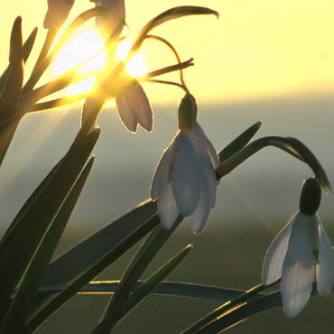 Wiosna zawitała w okolice Świerzna. Zdjęcia naszego Czytelnika