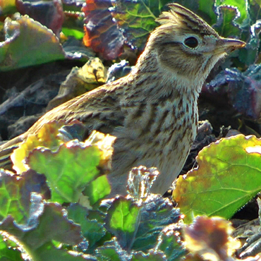 Wiosna zawitała w okolice Świerzna. Zdjęcia naszego Czytelnika