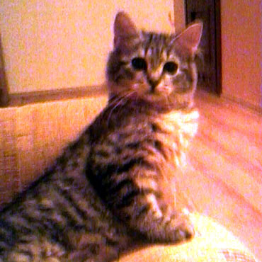 Kamień Pomorski: Zaginął kot Szarek. Pomóż go odnaleźć!