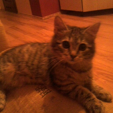 Kamień Pomorski: Zaginął kot Szarek. Pomóż go odnaleźć!