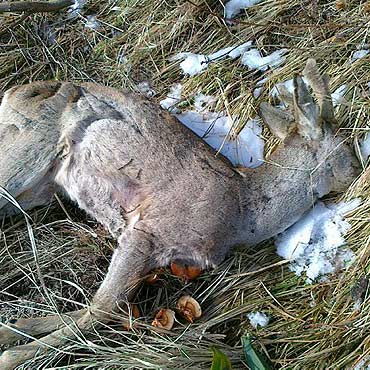 Trzebieszewo: Nikt nie chce usunąć zdechłej sarny. Czytelniczka prosi o pomoc