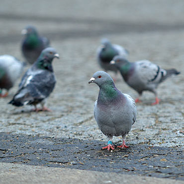 Kamie� Pomorski: Zakazano dokarmiania ptak�w. Czytelnik woli go��bie ni� koty