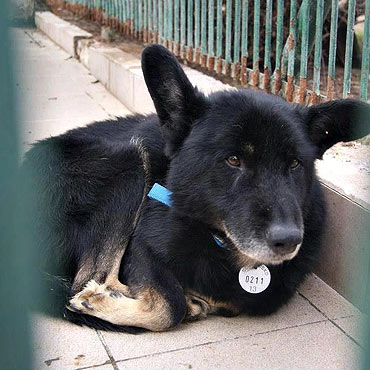 Nikt go nie chce przygarnąć