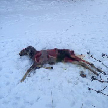 Mi�dzyzdroje: Psy rozszarpa�y m�odego jelonka?!