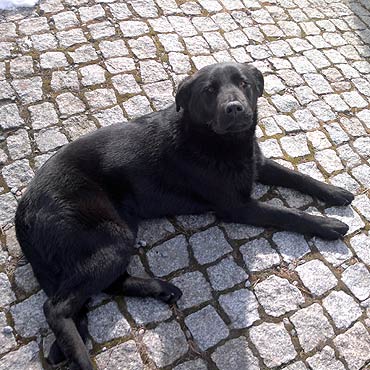 Wise�ka: Znaleziono psa. Zwierzak t�skni za w�a�cicielem