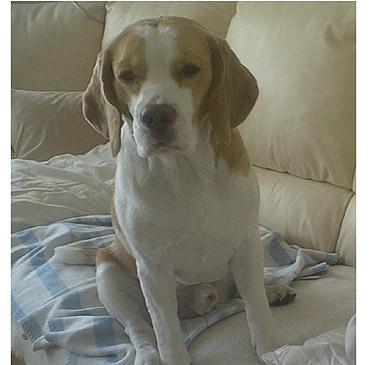 Dzi�ki Wam odnalaz� si� Snoopy!