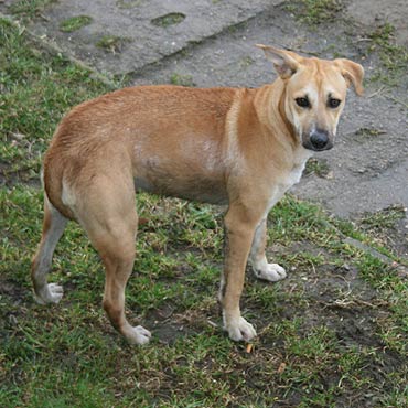 Kamień Pomorski: Kto przygarnie przybłędę?