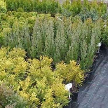 Golczewo: B�dzie kiermasz krzew�w i drzewek ozdobnych