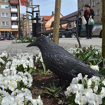 Kamie� Pomorski: Czarne kruki w walce z go��biami