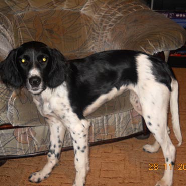 Zagin�� pies. Pom� Katarzynie odnale�� przyjaciela