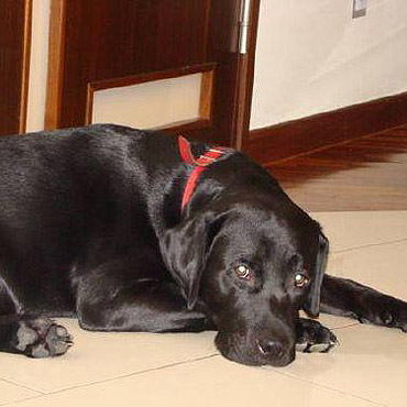 Saba przestraszy�a si� piorun�w. Pom� nam j� odnale��