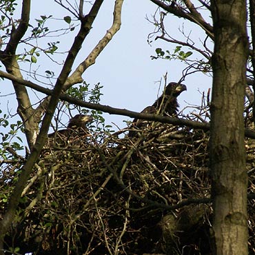 Or�y uwi�y sobie gniazdo w okolicy Wolina