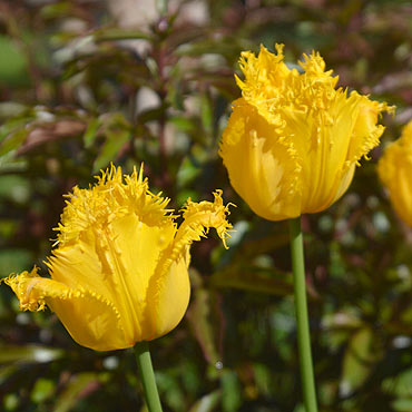 „Maj w Gminie �wierzno” – konkurs fotograficzny