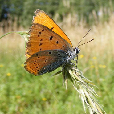 Owady Woli�skiego Parku Narodowego