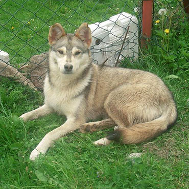 Przyb��ka�a si� suczka. Szukamy jej w�a�ciciela!