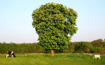 Wyniki konkursu fotograficznego „Maj w Gminie �wierzno”