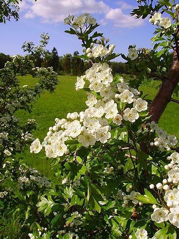Wyniki konkursu fotograficznego „Maj w Gminie �wierzno”