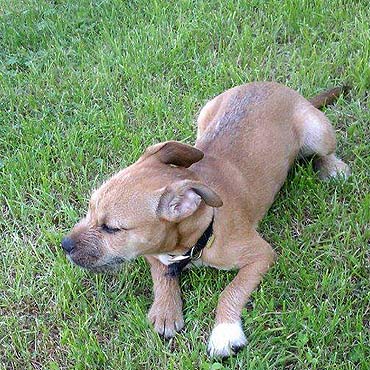 Mi�dzyzdroje: Przyb��ka�a si� suczka. Szukamy w�a�ciciela