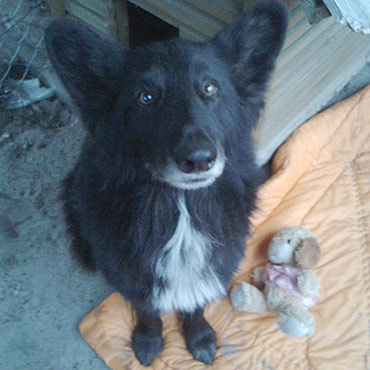 Mi�dzyzdroje: Stra�nicy z�apali psa. Szukamy dla niego nowego w�a�ciciela