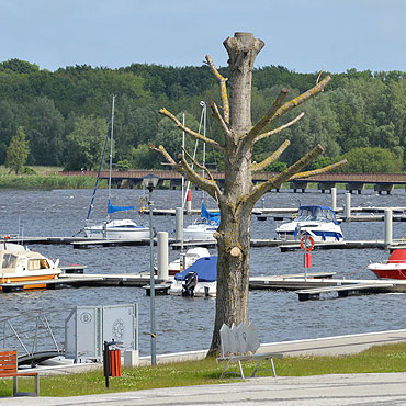 Kikuty drzew strasz� w kamie�skiej marinie
