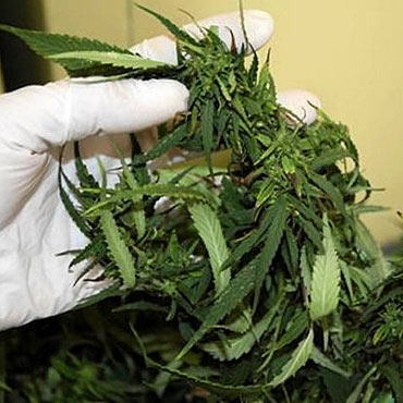 Uprawiał marihuanę w szkółce leśnej. Zatrzymano dwie osoby