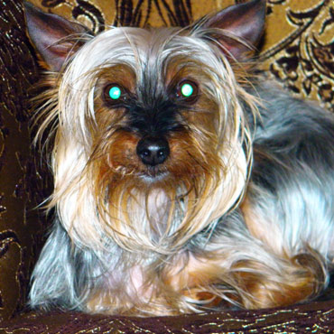 Kamie� Pomorski: Zagin�a Sisi. Dla znalazcy nagroda