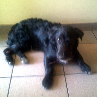 Kamie� Pomorski: Wyrzucono psa. Zosta� potr�cony przez samoch�d