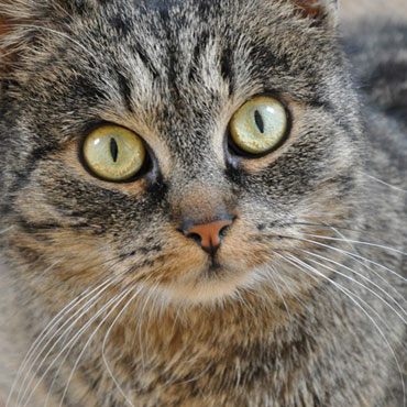 Kamie� Pomorski: Bestialsko zamordowano dwa koty?