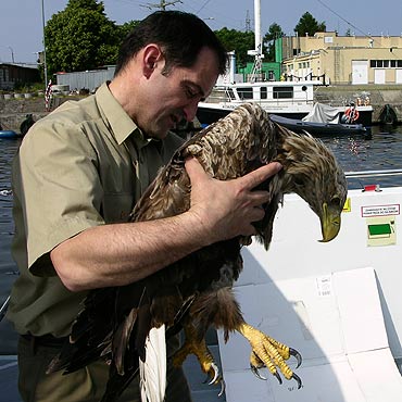 Pracownicy Urz�du Morskiego uratowali bielika