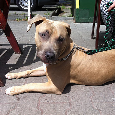 Kto� przywi�za� psa. Szukamy dla niego nowego w�a�ciciela