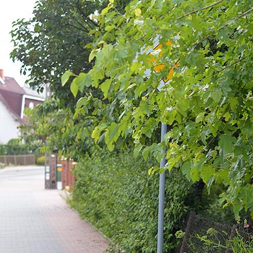 Kamień Pomorski: Kierowcy nie widzą znaków. Zasłaniają je drzewa