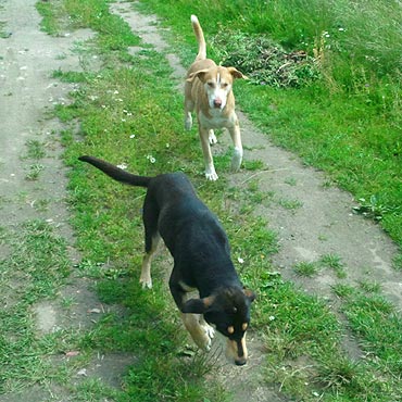 Podrzuci� psy i uciek�