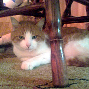 Świerzno: Szukamy kota Białka