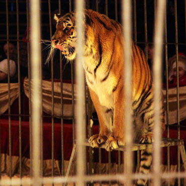 Cyrk Europa zawita do naszego powiatu