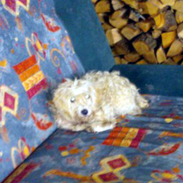 Duniewo: Przyb��ka� si� pies. Znasz jego w�a�ciciela?