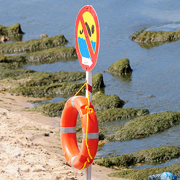 Nie k�p si� w Zalewie Kamie�skim. Zakwit�y sinice