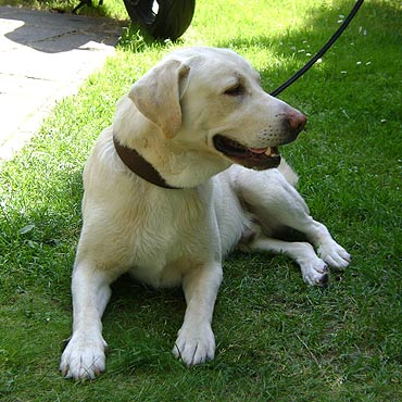 Mi�dzyzdroje: Znaleziono psa