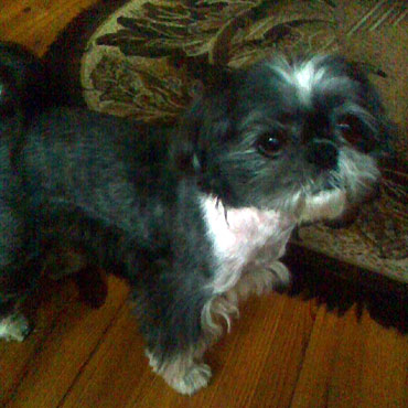 Kołczewo: Zaginął Czako. Pomóż go odnaleźć