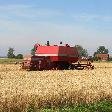 �niwa ruszy�y pe�n� par�. Ceny zb� za niskie