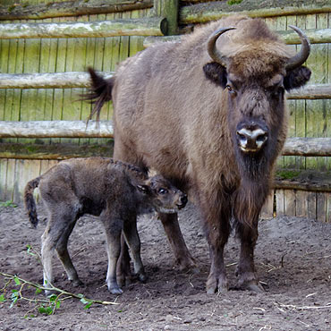 S�uchaczka Radia Szczecin wybra�a imi� dla �ubra. Jakie?