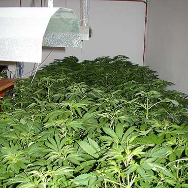 Szukali bezdomnych, a znale�li marihuan�