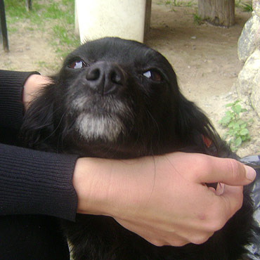 Ma�a czarna suczka t�skni w Brzozowie