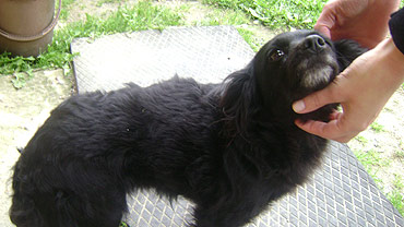 Mała czarna suczka tęskni w Brzozowie