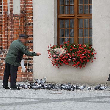 Gobie nie przeszkadzaj, ale dokarmia nie wolno