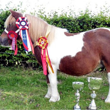 Klacz Imno Sunshine ze stadniny w Imnie zdoby�a nagrod� wystawy Best in Show