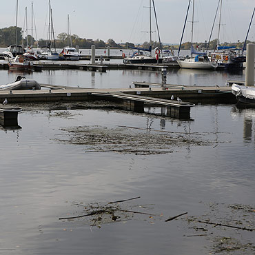 Wodorosty psuj� wizerunek mariny w Kamieniu