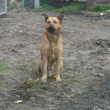 Błąka się pies przy ulicy Dziwnowskiej w Kamieniu Pomorskim