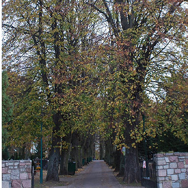 Akcja porządkowania cmentarza